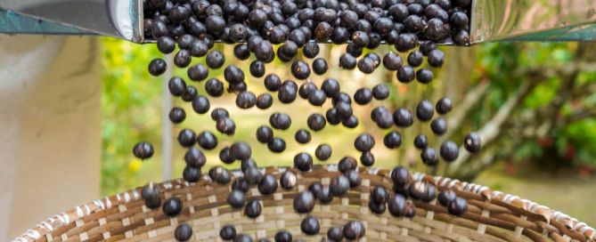 Especial da EBC mostra a força da bioeconomia no Baixo Amazonas