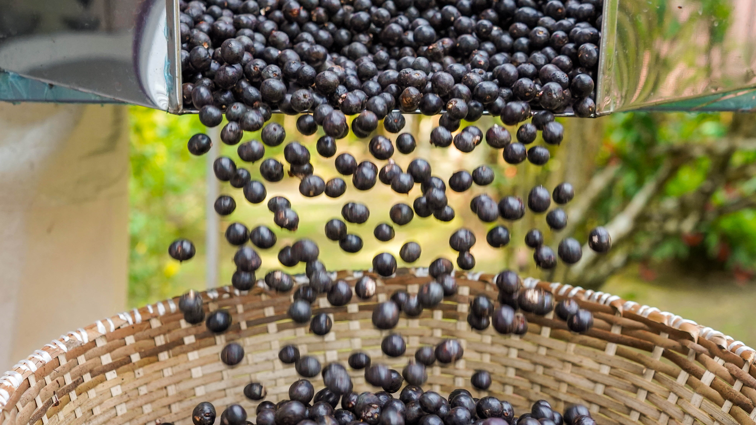 Especial da EBC mostra a força da bioeconomia no Baixo Amazonas